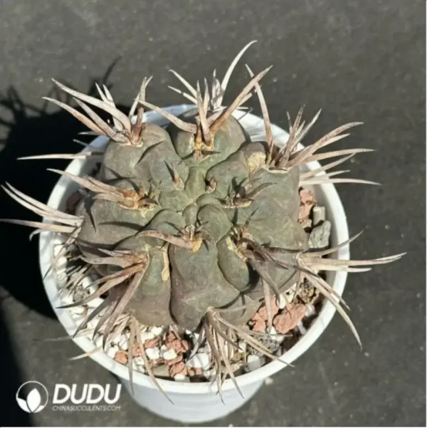 1756119628-1-2193.webp Cactus-Gymnocalycium Rhodantherum - Image 1