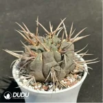 Cactus-Gymnocalycium Rhodantherum - Image 2