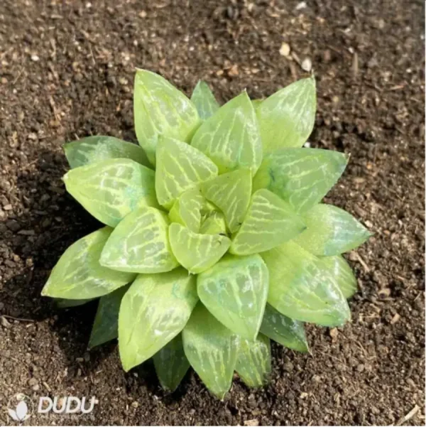 1756119633-1-2731.webp Haworthia Compto101 - Image 1
