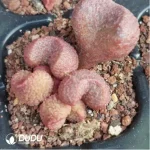 Adromischus Peach
