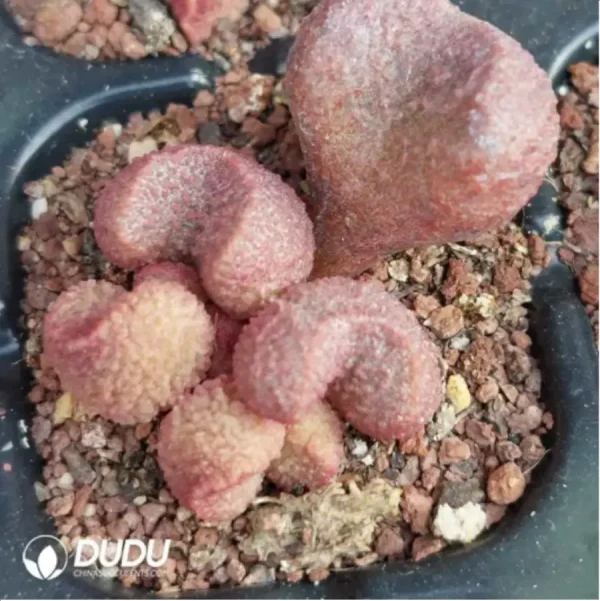 1756119639-1-1853.webp Adromischus Peach - Image 1