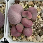 Adromischus Peach