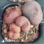 Adromischus Peach - Image 2