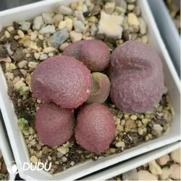 Adromischus Peach - Image 2