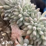 Pachyphytum Solomon Cristata