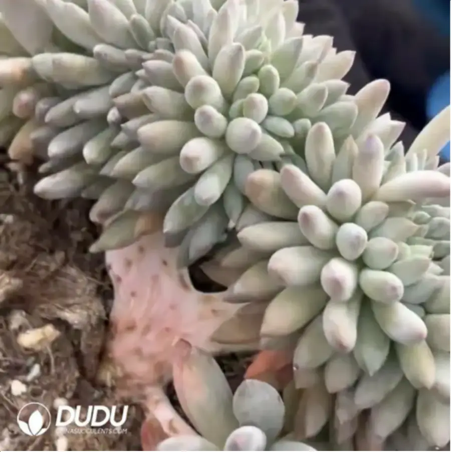 1756119646-1-1896.webp Pachyphytum Solomon Cristata - Image 1