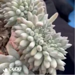 Pachyphytum Solomon Cristata - Image 2