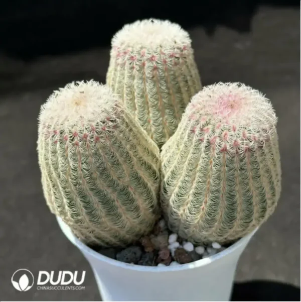 1756119648-1-2158.webp Cactus-Echinocereus Rigidissimus Var. Clustering - Image 1