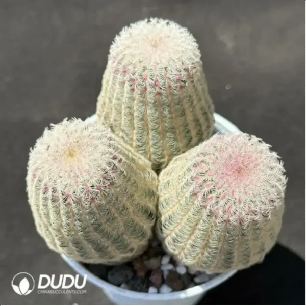 1756119649-2-1392.webp Cactus-Echinocereus Rigidissimus Var. Clustering - Image 2