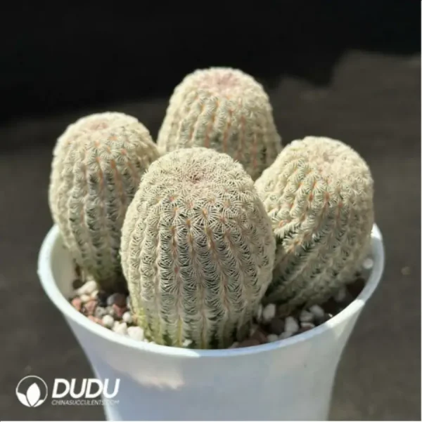 1756119651-2-1391.webp Cactus-Echinocereus Rigidissimus Var. Clustering - Image 2