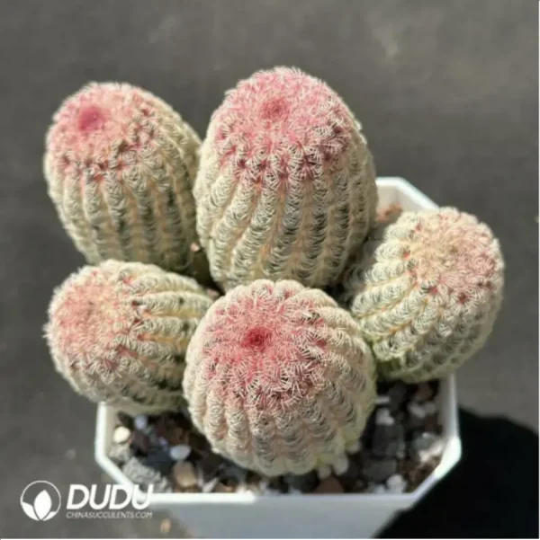 1756119652-1-2156.webp Cactus-Echinocereus Rigidissimus Var. Clustering - Image 1