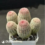 Cactus-Echinocereus Rigidissimus Var. Clustering - Image 2