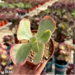 Kalanchoe thyrsifolia Variegated