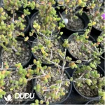 Dicrocaulon Ramulosum Sugar Ball