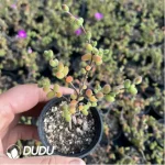 Dicrocaulon Ramulosum Sugar Ball - Image 2