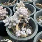 Graptopetalum amethystinum (Lavender Pebbles) Clustering