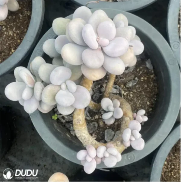 Graptopetalum amethystinum (Lavender Pebbles) Clustering - Image 2