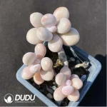Graptopetalum amethystinum (Lavender Pebbles) Clustering