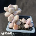 Graptopetalum amethystinum (Lavender Pebbles) Clustering - Image 2