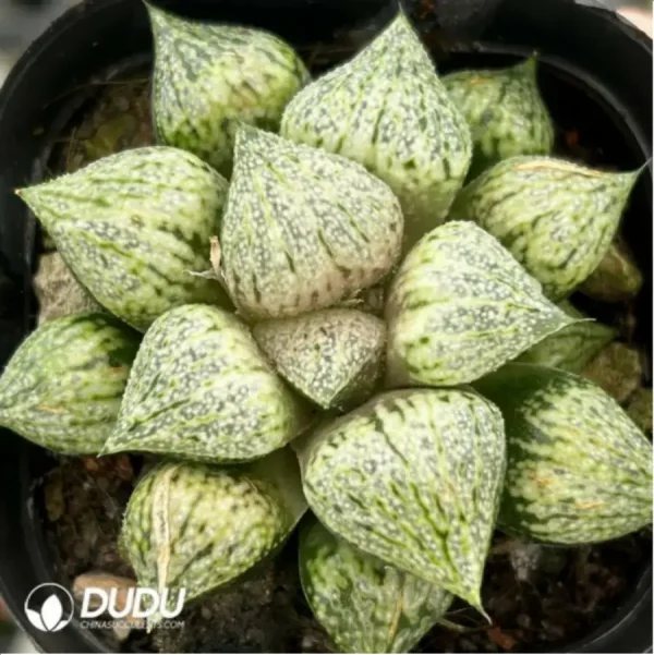 Haworthia TougenKyou Paradise - Image 1