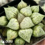 Haworthia TougenKyou Paradise - Image 2