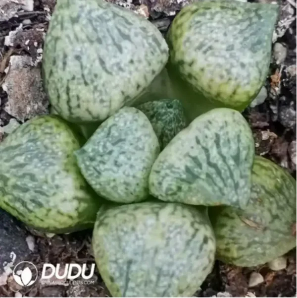 Haworthia TougenKyou Paradise - Image 1