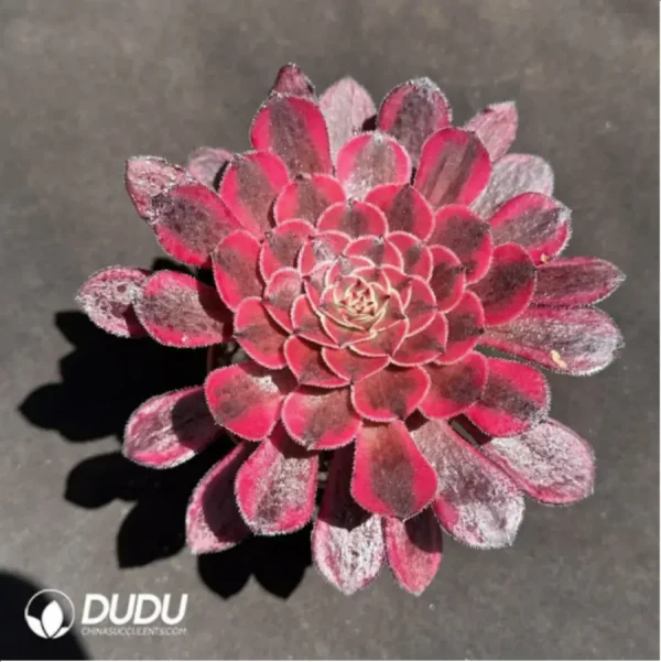 Aeonium Sweet Pomegranate - Image 1