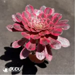 Aeonium Sweet Pomegranate - Image 2