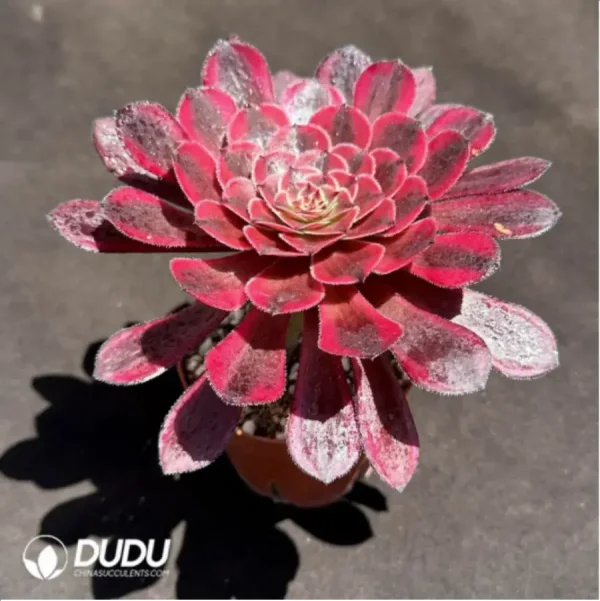 Aeonium Sweet Pomegranate - Image 2
