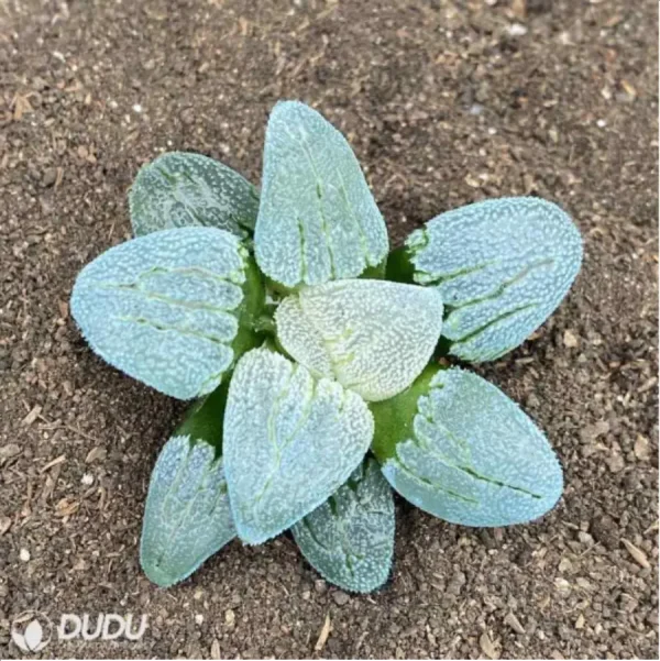 Haworthia Railway Silver - Image 1