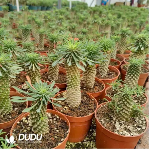 Euphorbia-clandestina - Image 1