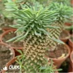 Euphorbia-clandestina - Image 2