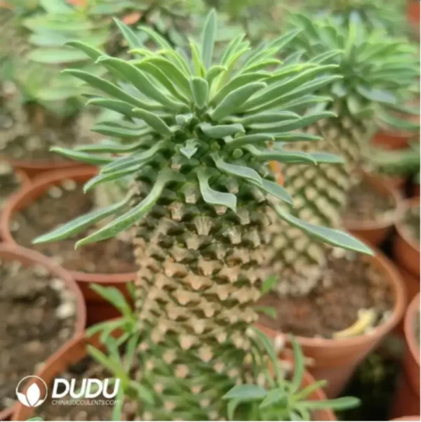 Euphorbia-clandestina - Image 2