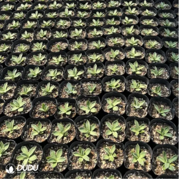 1756119698-1-3001.webp Agave parryi - Image 1