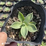 Agave parryi - Image 2