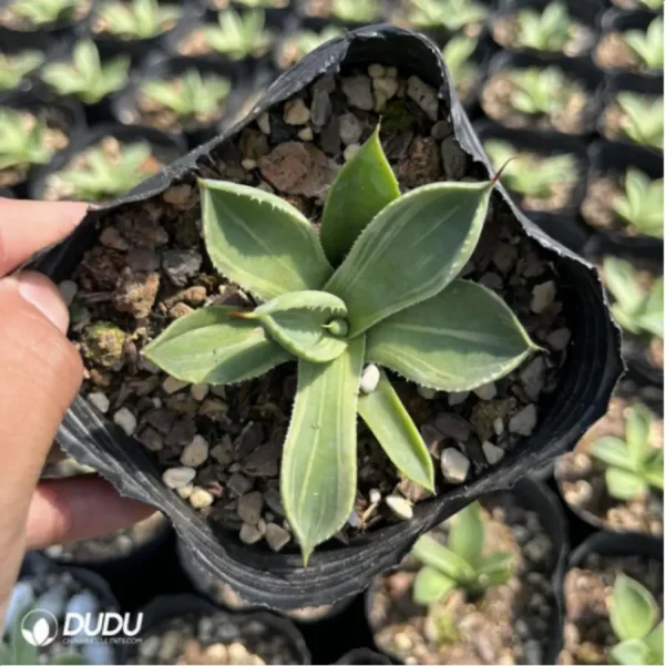 Agave parryi - Image 3