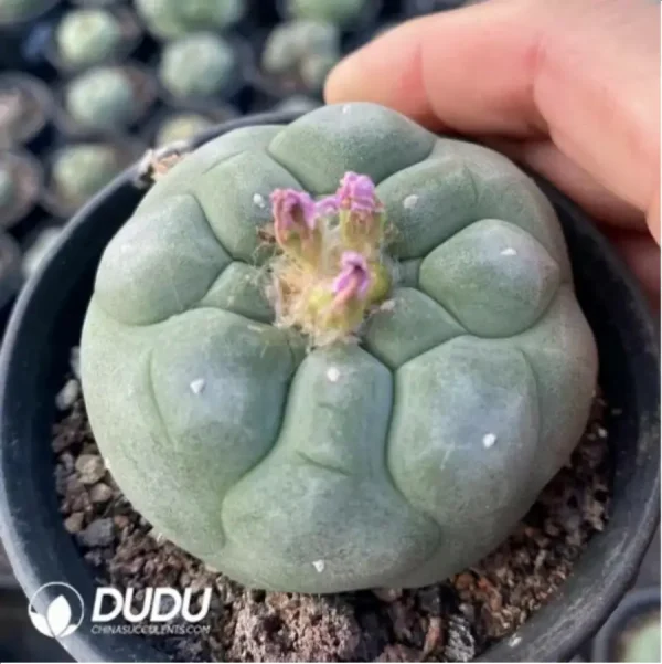 1756119707-1-1571.webp Cactus-Lophophora Diffusa - Image 1