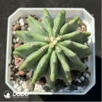 Cactus-Fero glaucescens