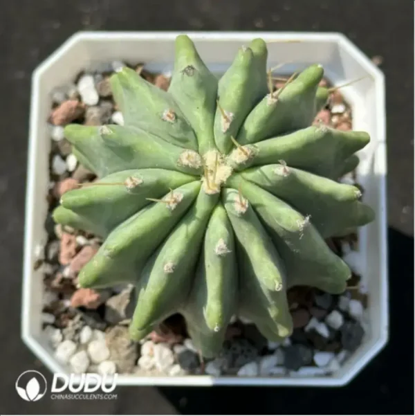 Cactus-Fero glaucescens - Image 1