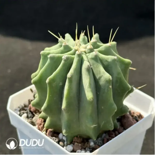 1756119715-2-1310.webp Cactus-Fero glaucescens - Image 2