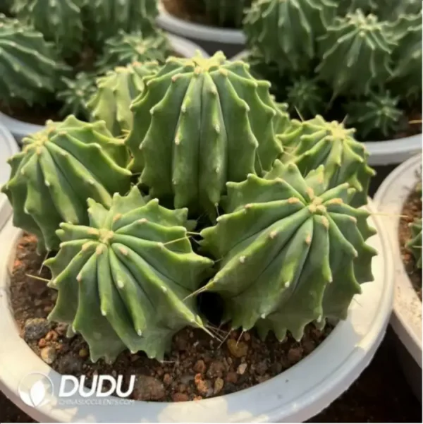 1756119718-1-1570.webp Cactus-Fero glaucescens Clustering - Image 1