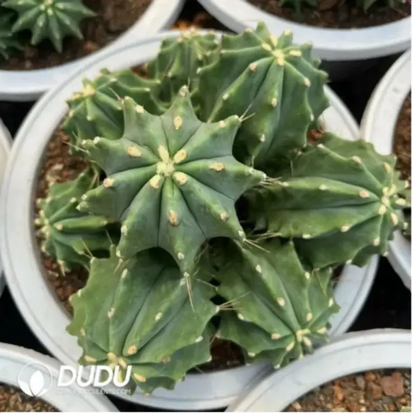 1756119719-2-974.webp Cactus-Fero glaucescens Clustering - Image 2