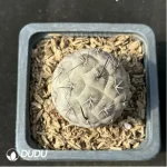 Cactus-Tephro geometricus