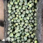 Cactus-Tephro geometricus