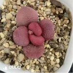 Adromischus Eve