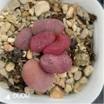 Adromischus Eve - Image 2