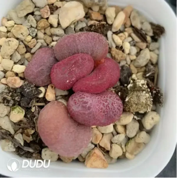 Adromischus Eve - Image 2
