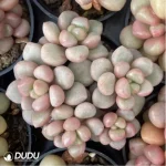 Graptopetalum Vanguard Party Clustering