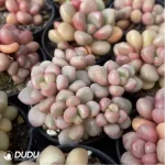 Graptopetalum Vanguard Party Clustering - Image 2