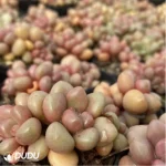 Graptopetalum Vanguard Party Clustering - Image 3